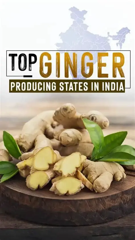 The Potential of Ginger Production in Simalungun