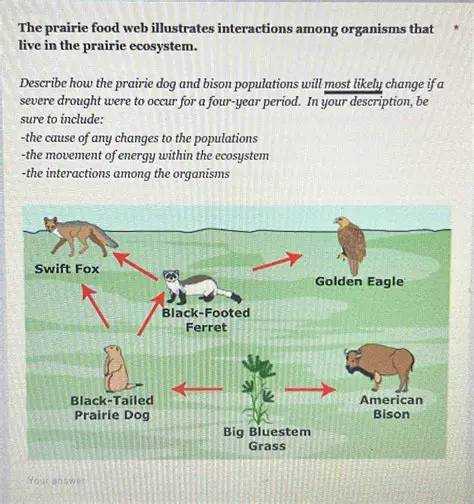 The Prairie Ecosystem Model