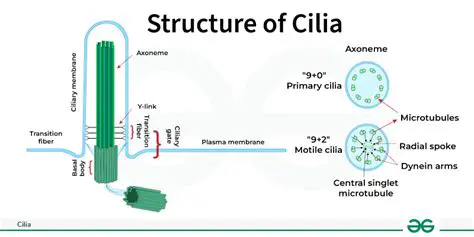 The Primary Function of Cilia