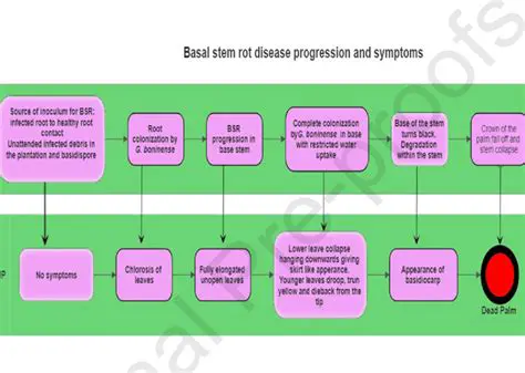 The Problem of Basal Stem Rot Disease