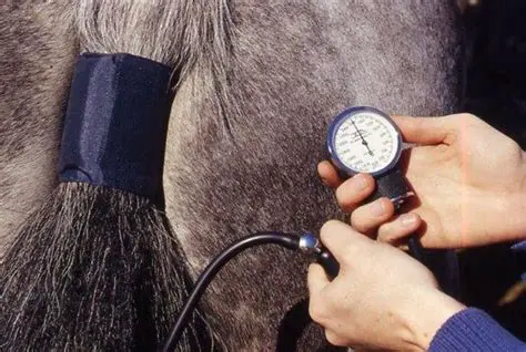 The Problem of Declining Blood Pressure in Horses