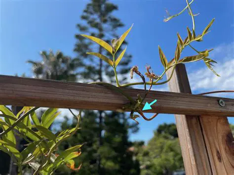 The Problem of Sembung Vines