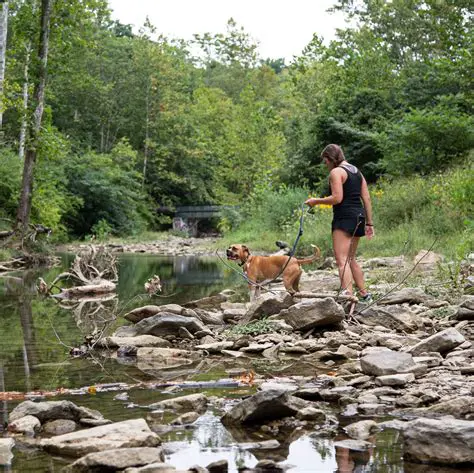 The Problem with Removing dogId