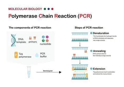 The Process of a Chain Reaction