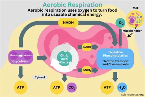 The Process of Aerobic Respiration