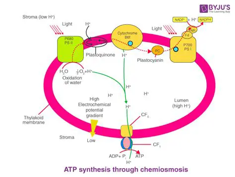 The Process of ATP Production