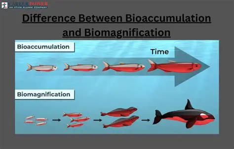 The Process of Bioaccumulation