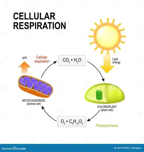 The Process of Cellular Respiration in Mitochondria