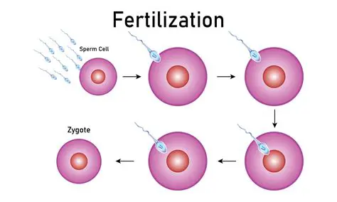 The Process of Fertilisation