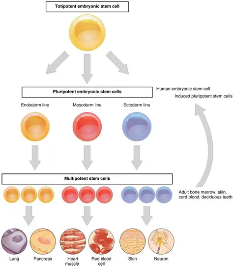 The Process of Hemopoietic Stem Cell Differentiation