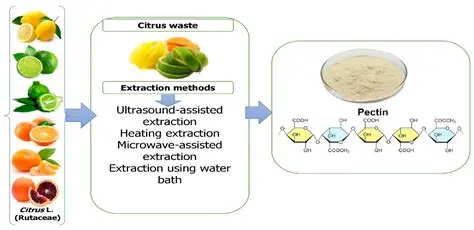 The Process of Making Bioselulose