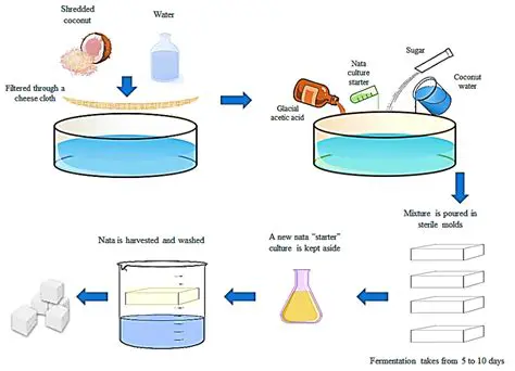 The Process of Making Nata de Arenga
