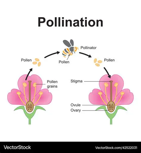 The Process of Pollination