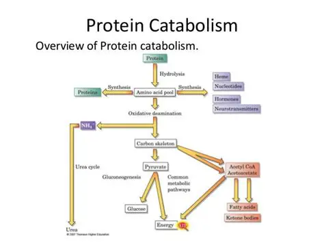 The Process of Protein Catabolism