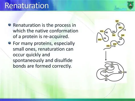 The Process of Protein Renaturation
