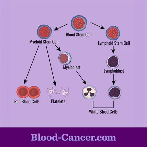 The Process of Red Blood Cell Production