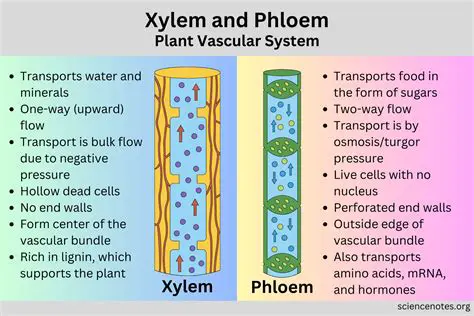 The Process of Xylem Transport