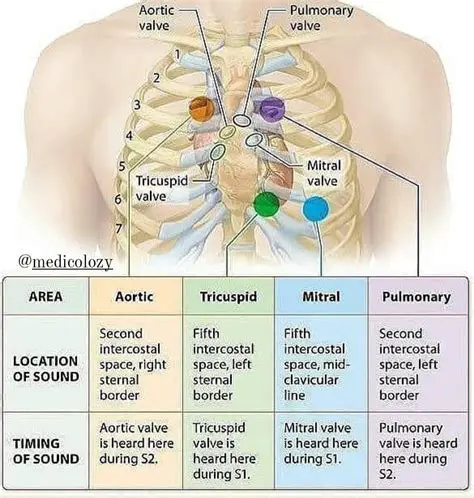 The Production of Heart Sounds
