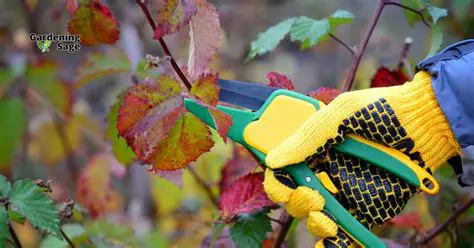 The Protective Coverings of Plants