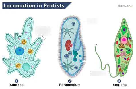 The Protist Information Server