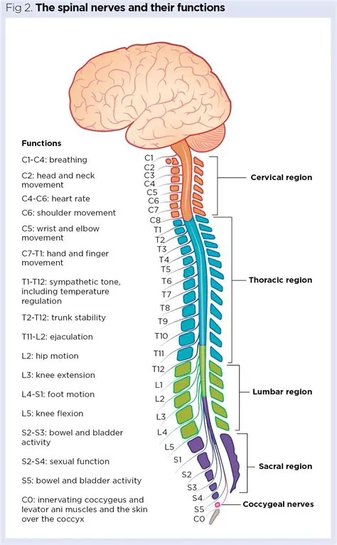 The Regenerative Capacity of Nerves in the Spinal Cord