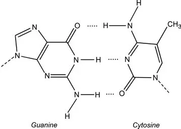 The Relationship Between Cytosine and Guanine