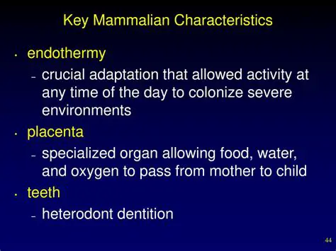 The Relationship Between Mammalian Teeth and Endothermy