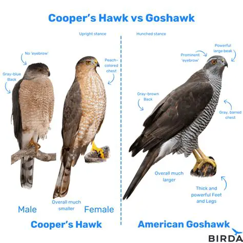 The Relationship between the Hawk and the Mouse