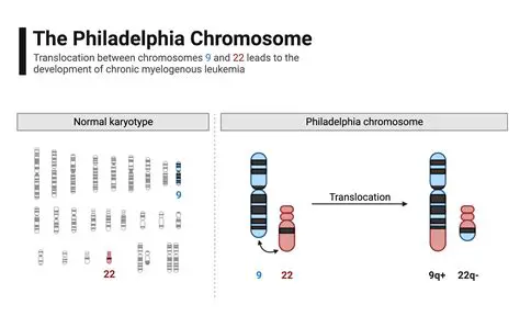 The Relationship Between the Philadelphia Chromosome and Leukemia