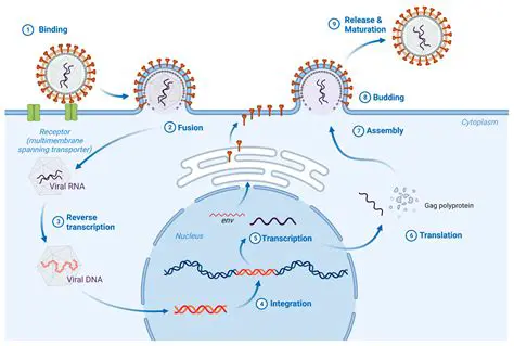 The Replication Cycle of Viruses