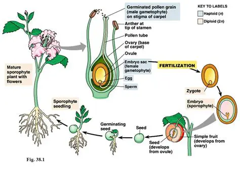 The Reproductive Cycle of Insects