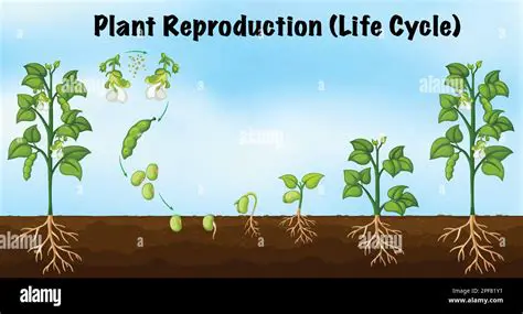 The Reproductive Cycle of Plants