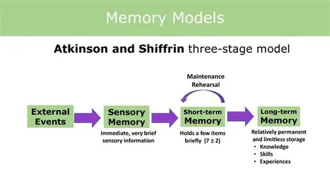 The Role of Attention in the Atkinson and Shiffrin Model