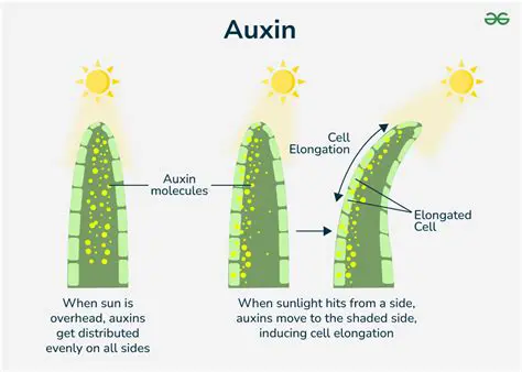 The Role of Auxin in Shoot Elongation