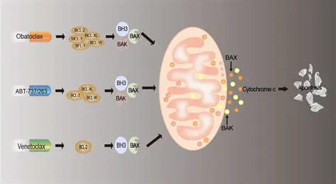 The Role of Bax Protein in Apoptosis