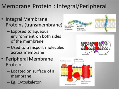 The Role of Carrier Proteins in the Transport of Hydrophobic Ligands