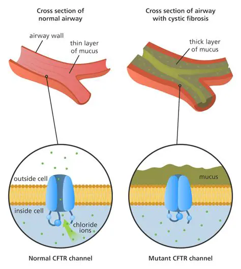 The Role of CFTR in Mucus Production