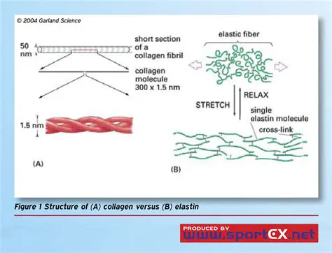 The Role of Collagen and Elastin
