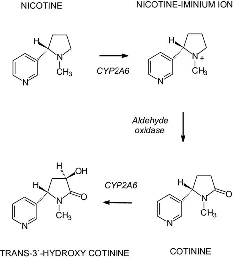 The Role of CYP2A6 in Nicotine Metabolism