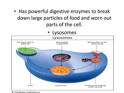 The Role of Digestive Enzymes in Lysosomes