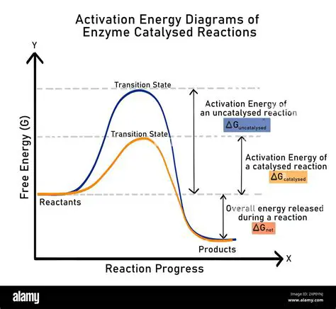 The Role of Enzymes in Cellular Reactions