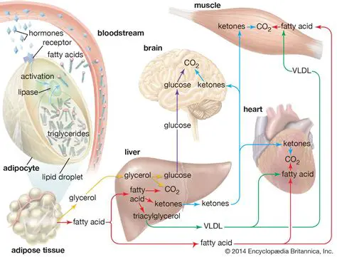 The Role of Fat in the Human Body
