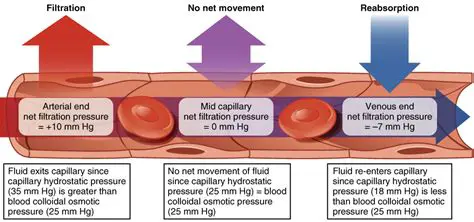 The Role of Fluid in Blood Pressure