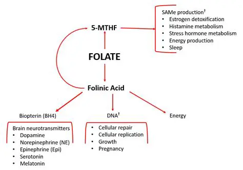 The Role of Folate in Fetal Development