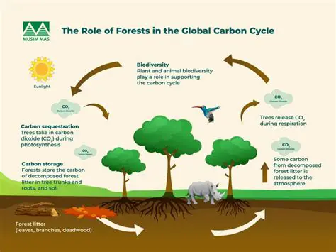 The Role of Forests in the Carbon Cycle
