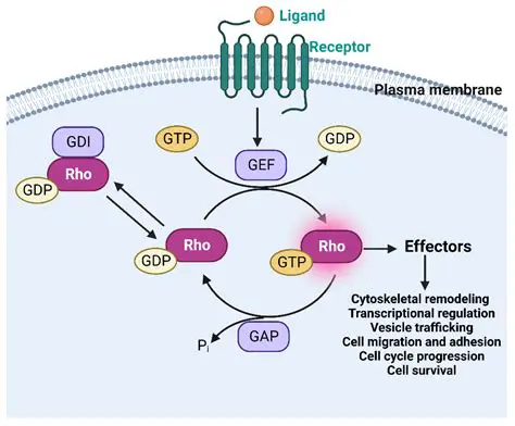 The Role of GTP in Visual Excitation