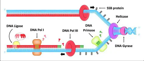 The Role of Helicase in the Cell