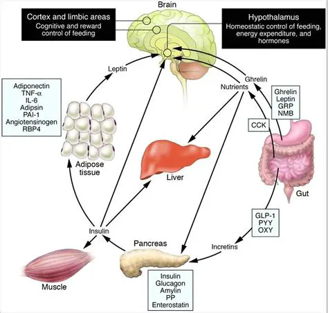 The Role of Hormones in Hunger Regulation