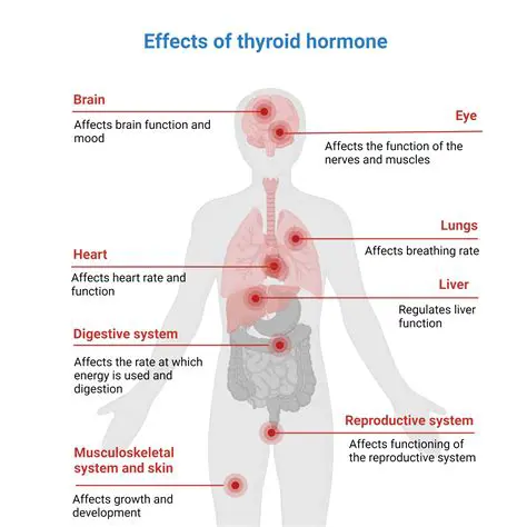 The Role of Hormones in Regulating the Body