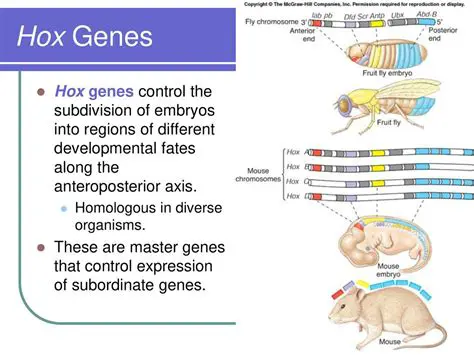 The Role of Hox Genes in Embryonic Development